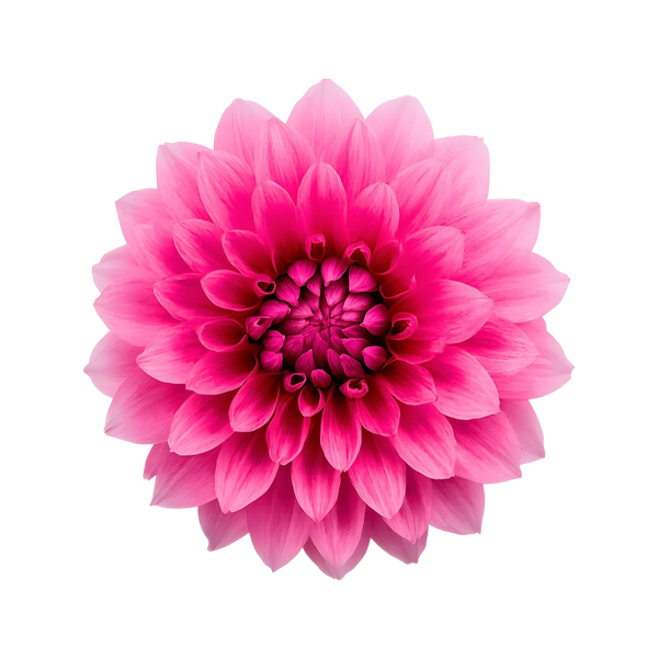Composizione floreale